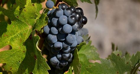 Cabernet Sauvignon szőlőfürtök