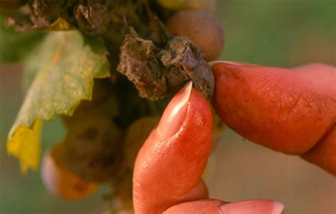 Aszúsodott szőlőszemek