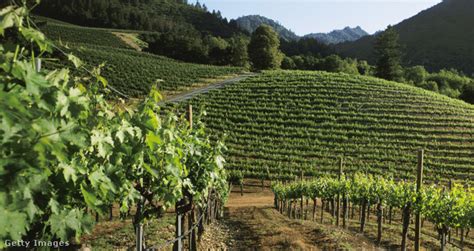 Tokaji szőlőültetvény naplementében