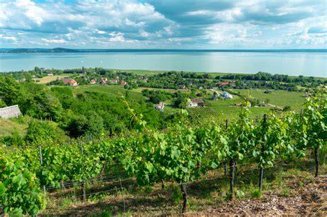 Balatonfüredi borvidék tájképe és dűlői