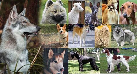 Különböző mochi fajták