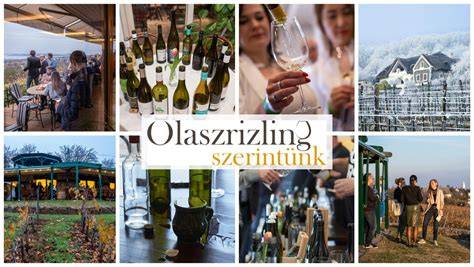 Olaszrizling borvidéki bortípusok infografika