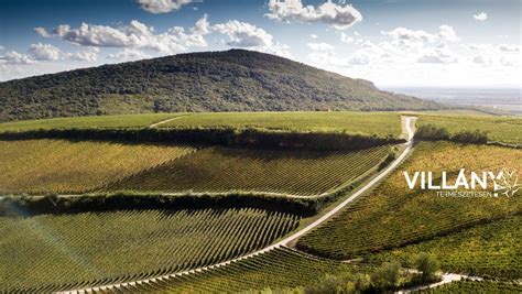 Villányi borvidék panoráma és szőlőskertek