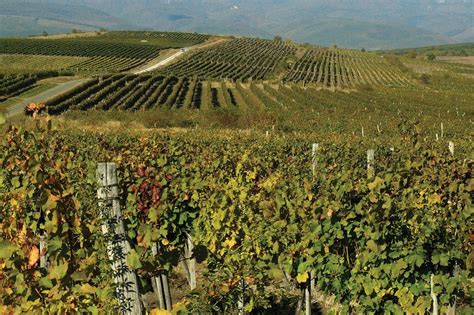 Középkori szőlőtermesztés Egerben