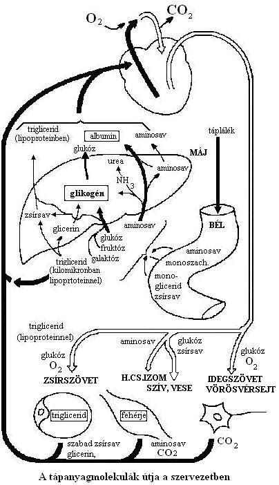 alkohol felszívódása és lebontása
