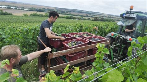 Neszmélyi dombok szőlőültetvényekkel