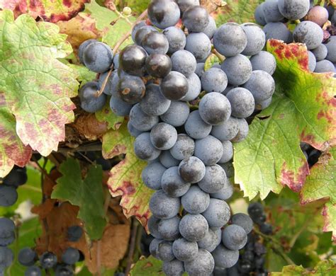 Kékfrankos szőlőbogyók közelről