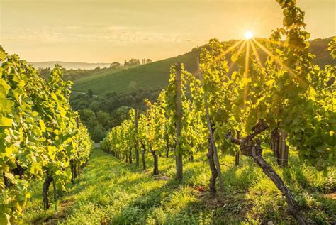 Görög szőlőültetvények