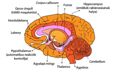 Az agy működése és az alkohol hatása