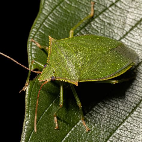 Vadászcsali illatanyaggal