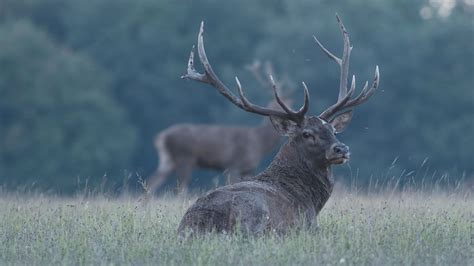 Erdei ökoszisztéma vadállatokkal