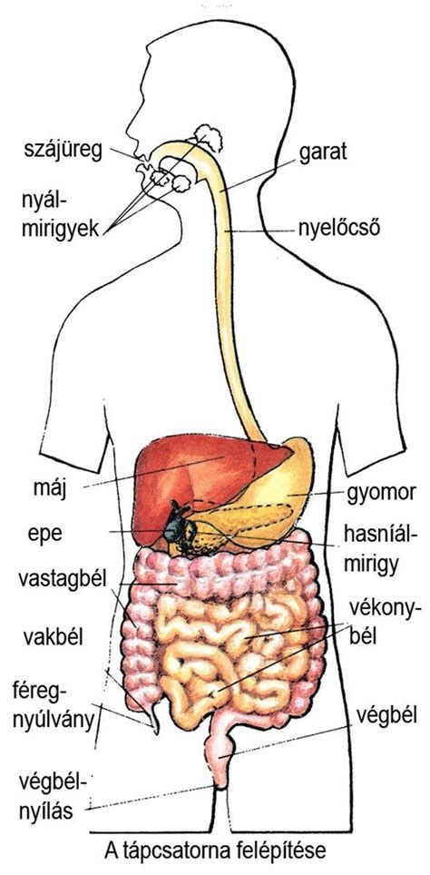 A máj ábrája
