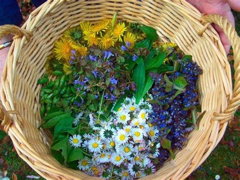 Gyógynövények gyűjtése