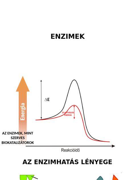 Enzimek és hőmérséklet-tartományok a cefrézésben