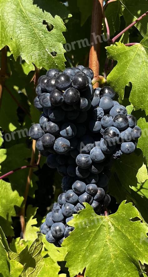 Kézi szüretelésű aszúszemek gyűjtése