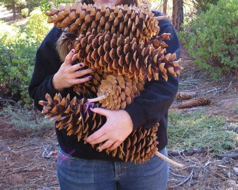 Kaliforniában őshonos óriástobozú pine cone