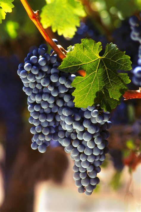 cabernet sauvignon talaj és klíma vizualizáció