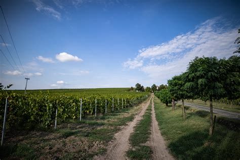 Cabernet Sauvignon szőlőültetvény
