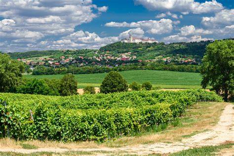 Pannonhalma dombok szőlőtőkék