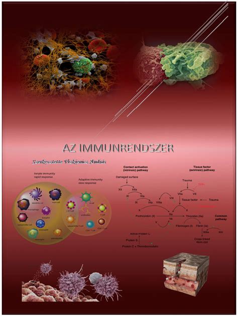 Diagram, amely az immunrendszer téves támadását szemlélteti a hajhagymák ellen.