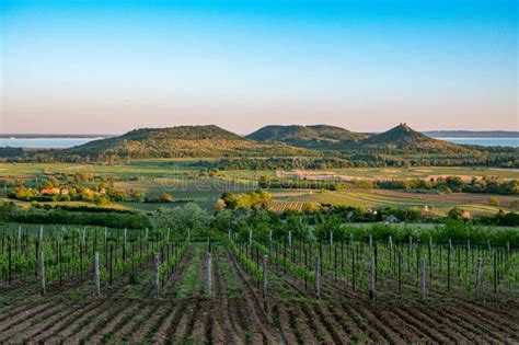 Badacsony panoráma szőlőültetvényekkel