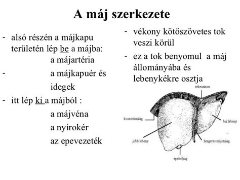 A máj szerkezete