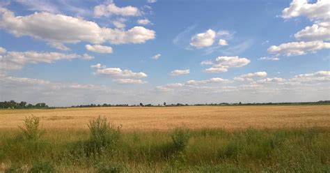 Alföld táj szőlővel
