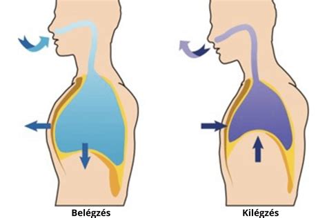 Diagram a hasi légzés és a mellkasi légzés különbségéről