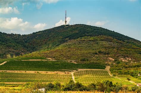 Panoráma a Tokaji borvidék szőlőültetvényeire