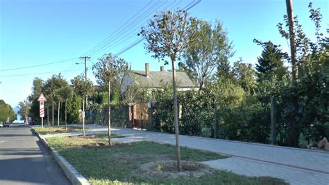 Facsemeték ültetése a Debreceni Nagyerdőben