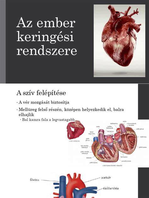 fejbőr keringés javítása infographic