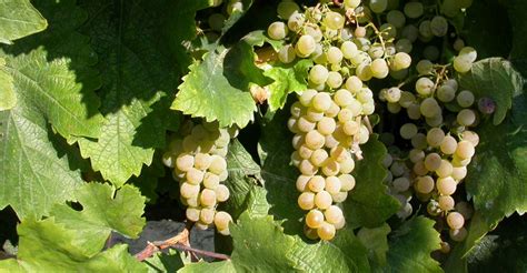 Kéknyelű szőlőfürt