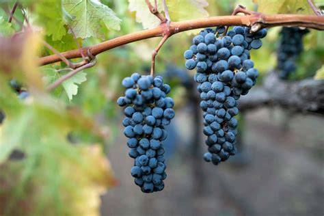 cabernet sauvignon szőlőfürt dombvidék