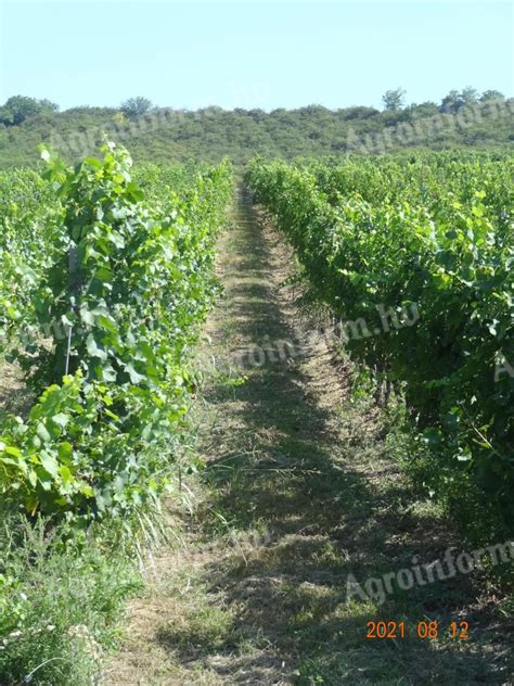 Vörös talajú szőlőültetvény Balatonfüred-Csopak környékén