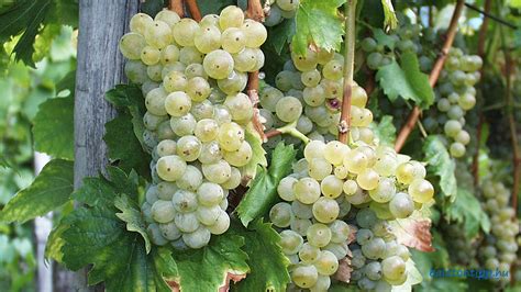 Fürt olaszrizling szőlő