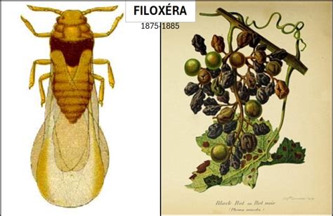 Filoxéra kártevő