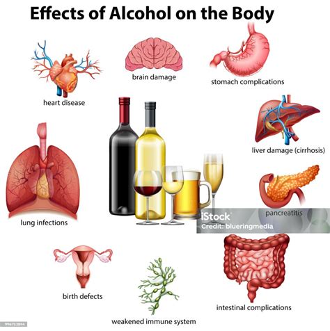 emberi test alkohol hatása