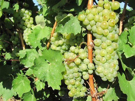 Szőlőfürtök közelről