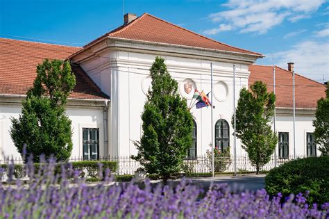 Siófoki panoráma szőlőültetvénnyel