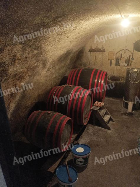 Borospince belsejében dolgozó munkások