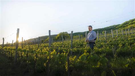 Borászati munkások a szőlőben