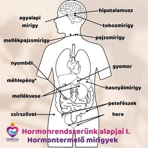 alkohol-hatasa- hormonrendszer