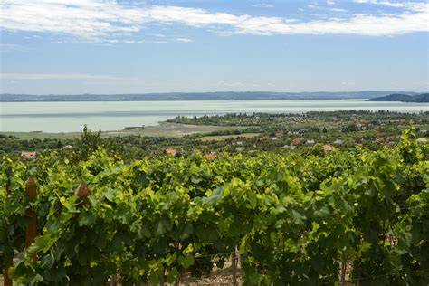 Balaton déli parti borvidék panorama