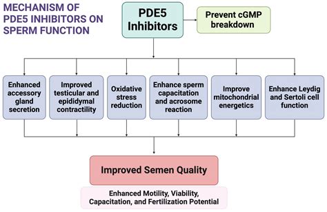 Diagram a PDE5 gátlásáról
