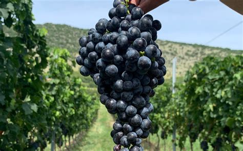 Refrén szőlőfürt