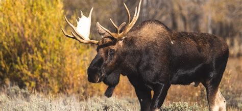 Jávorszarvas agancsokkal