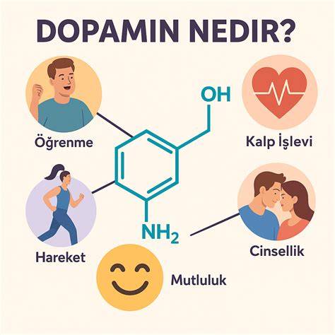 agyi jutalmazási rendszer infografika dopamin