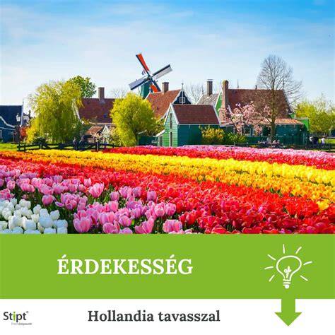 tulipánmezők és harci összhang infographics