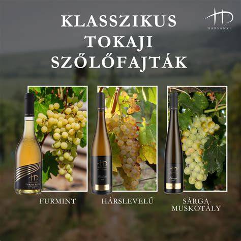 borászati terroir és história