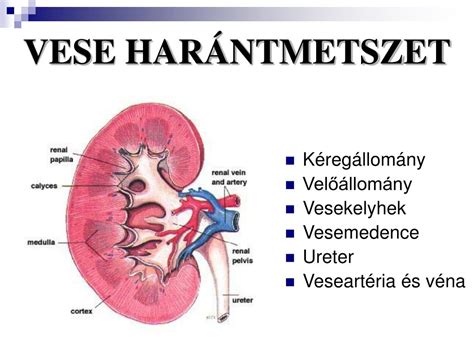 Az emberi vese felépítése és működése